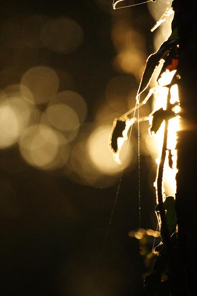 Jeux de lumières.jpg